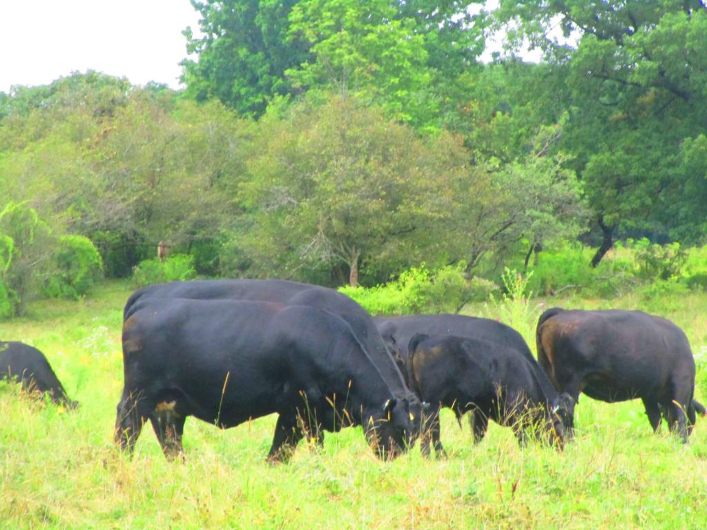 Photo: Moo