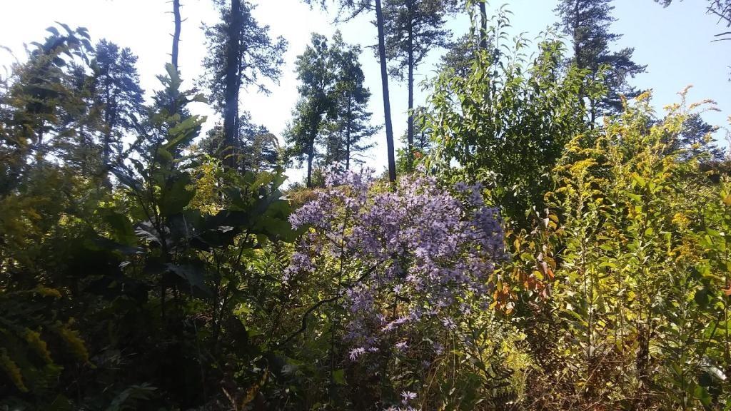 Photo: Wildflowers