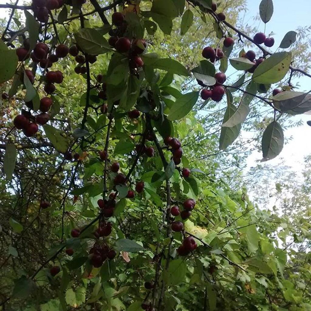 Photo: Crab Apple Photo: Crab Apple