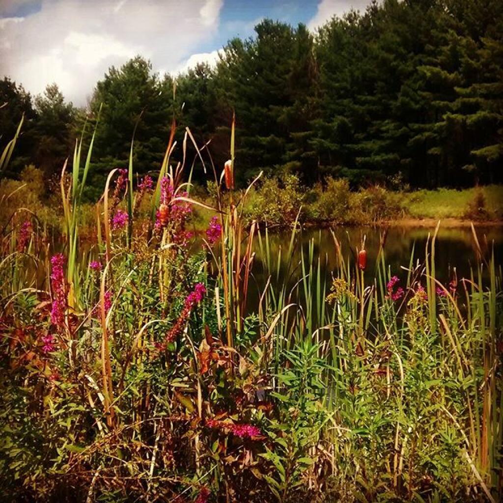 Photo: Purple Loosestrife