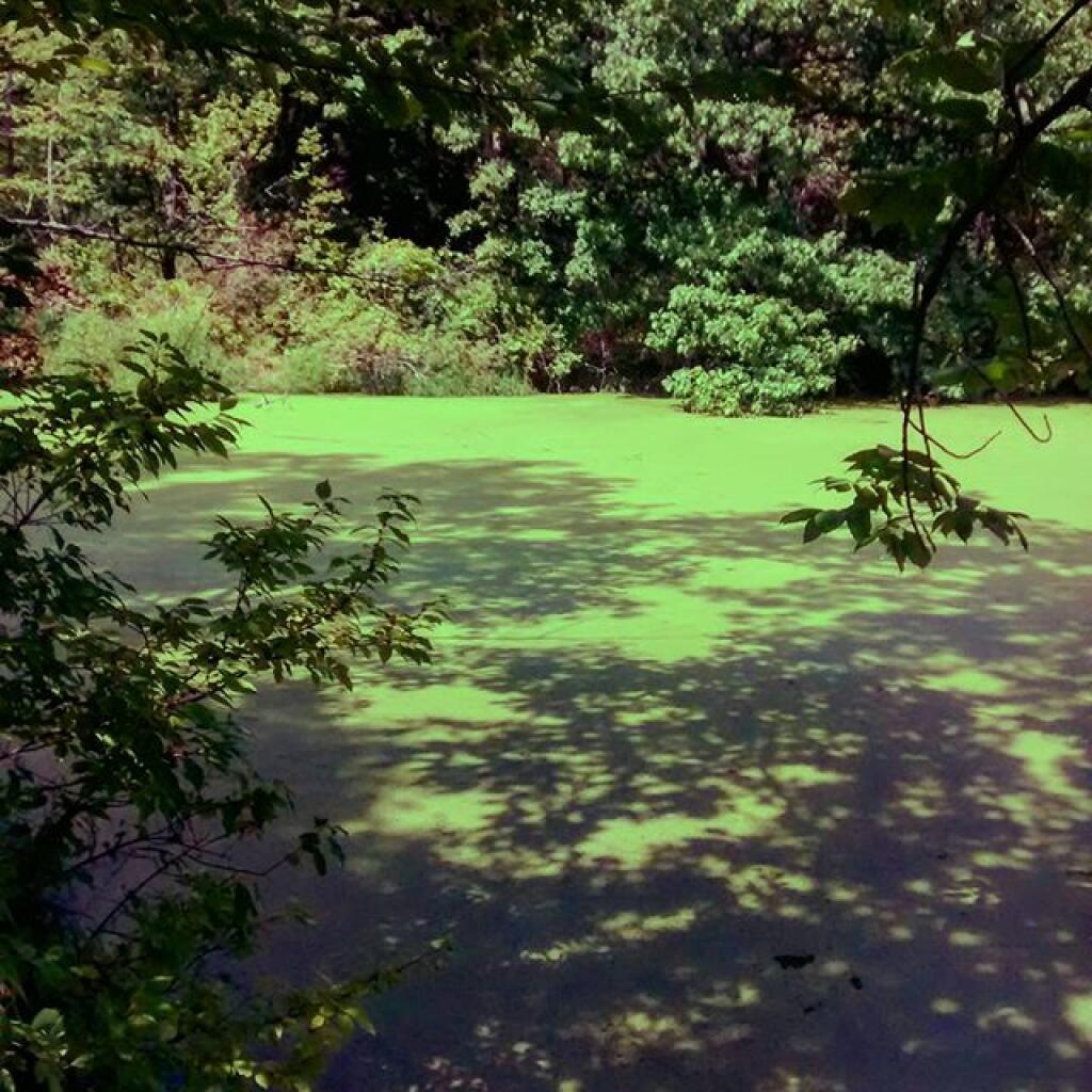 Photo: Green
