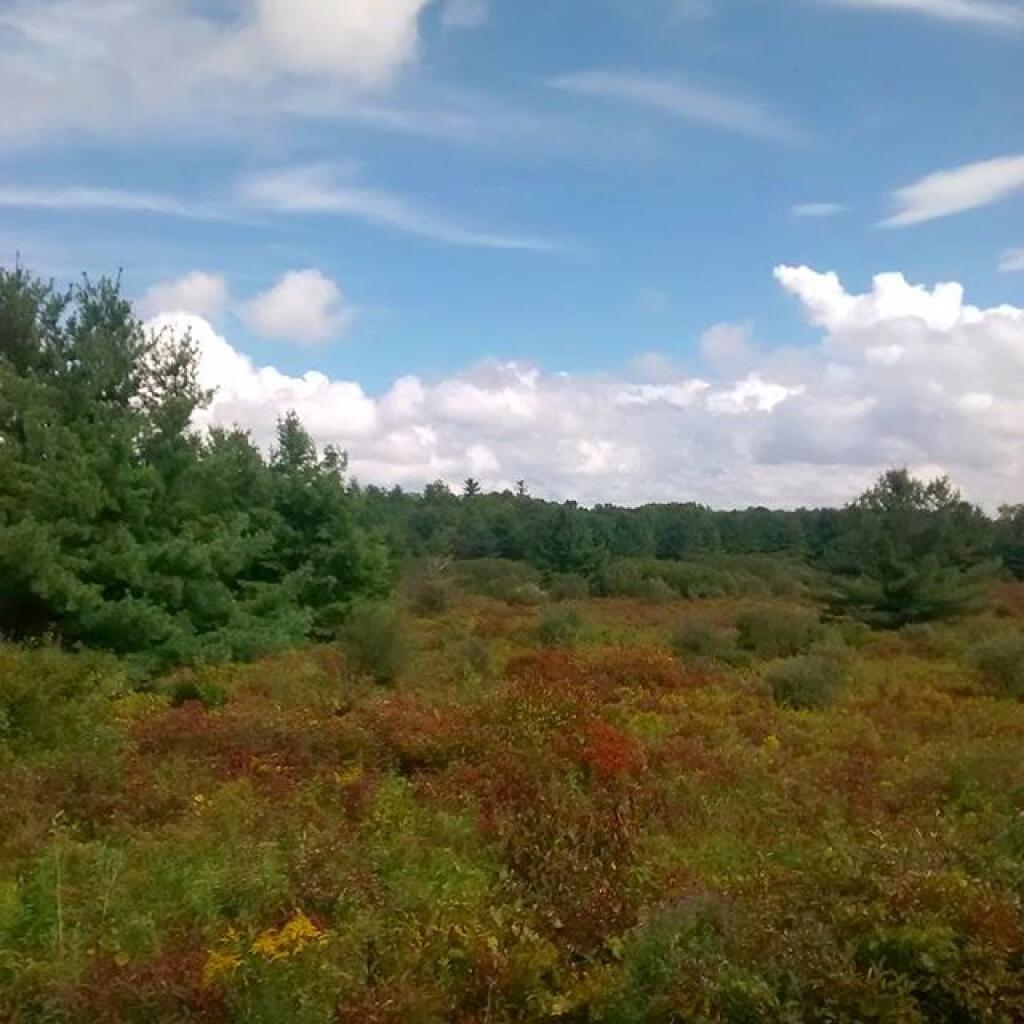 Photo: Late summer Photo: Late summer
