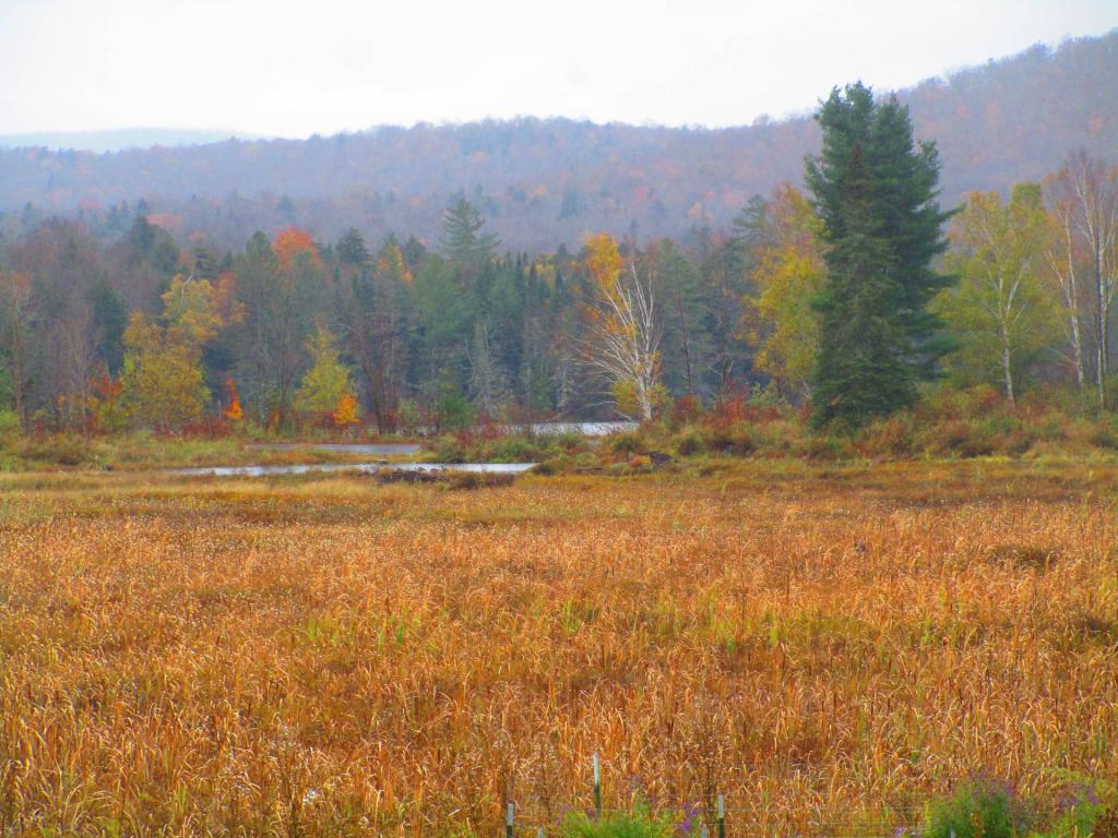 Photo: Wetlands Photo: Wetlands