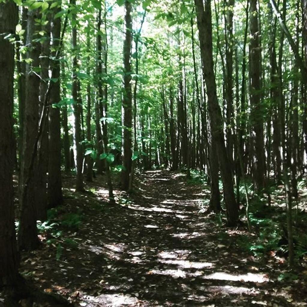 Photo: Trail