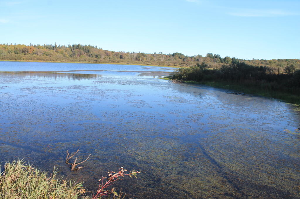 Photo: Backwaters of Whetstone Reservior Photo: Backwaters of Whetstone Reservior