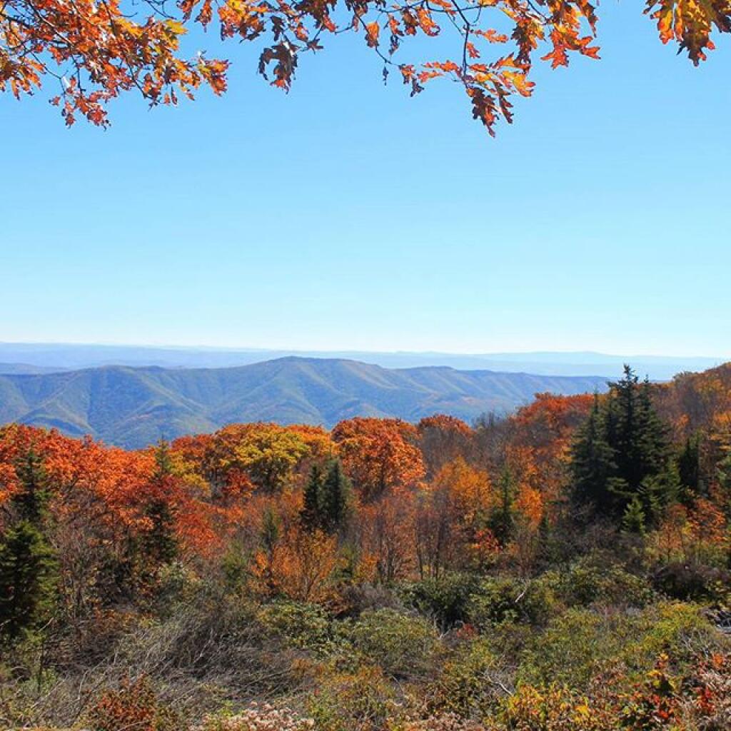 Photo: Fall at Dolly Sods