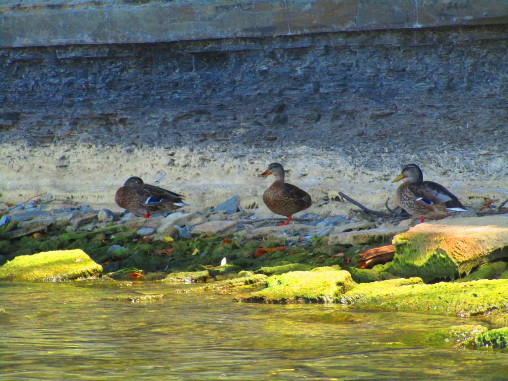 Photo: Mottled Ducks Photo: Mottled Ducks