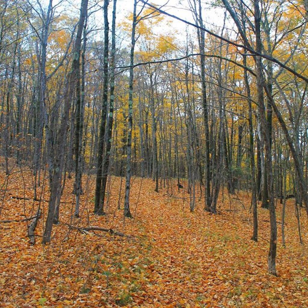Photo: Trail back to the Gulf