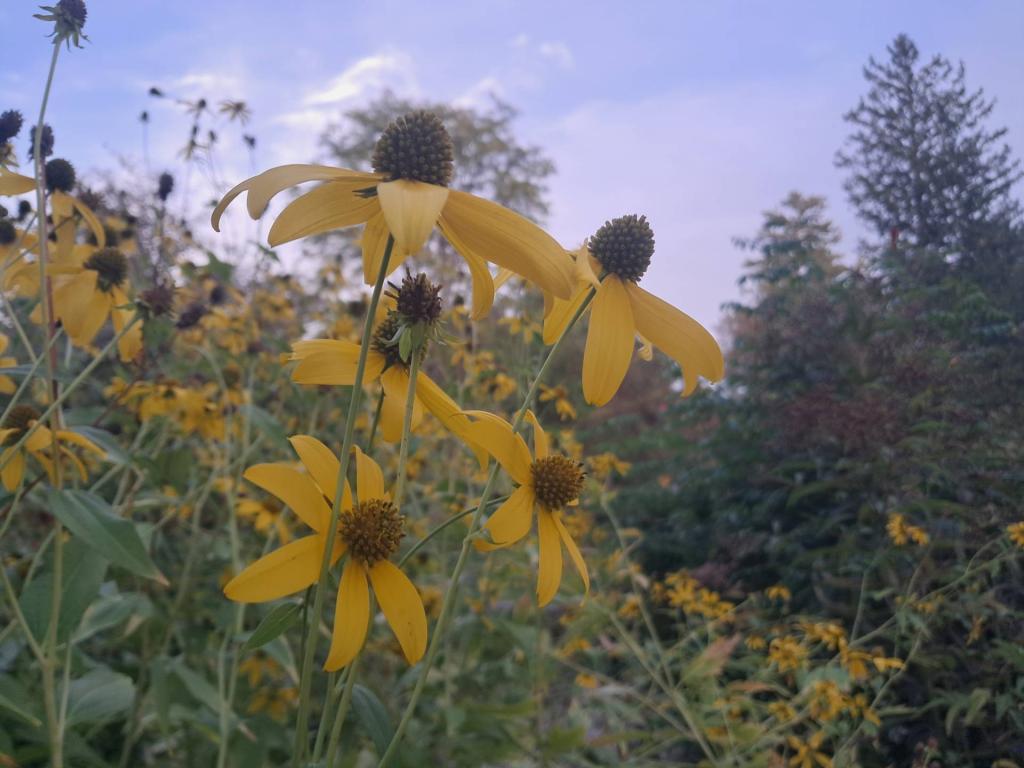 Photo: Coneflower [Expires October 11 2026]