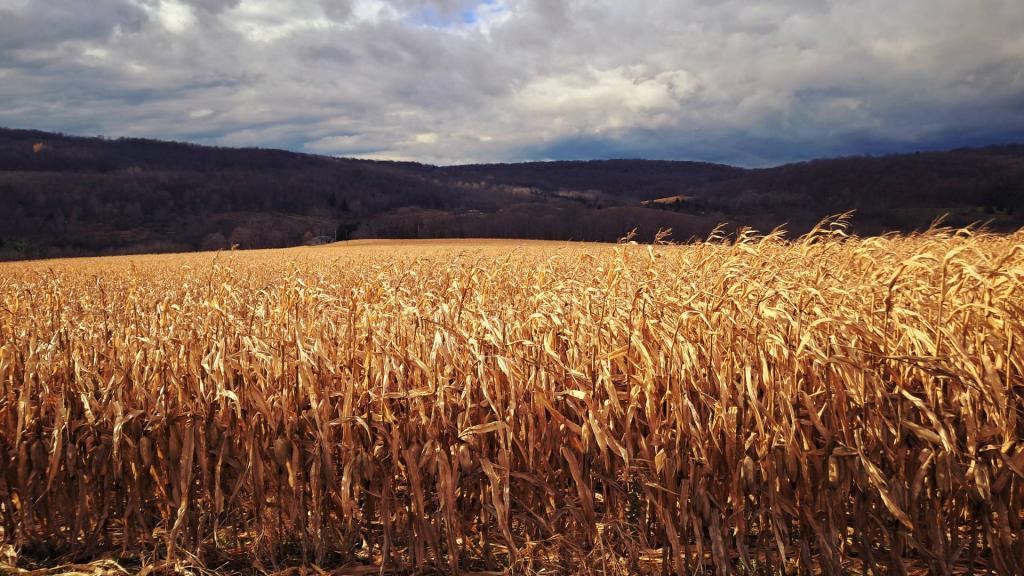 Photo: Standing Corn