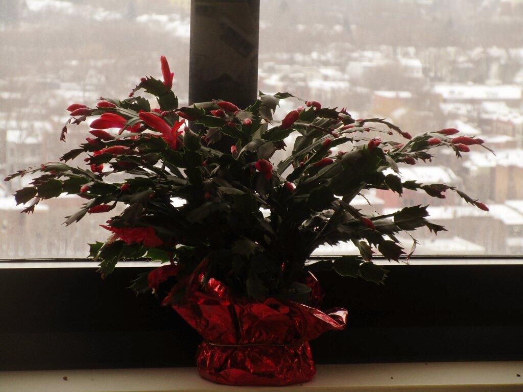 Photo: Christmas Cactus Photo: Christmas Cactus