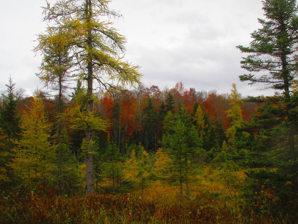 Photo: Bog River Flow Photo: Bog River Flow