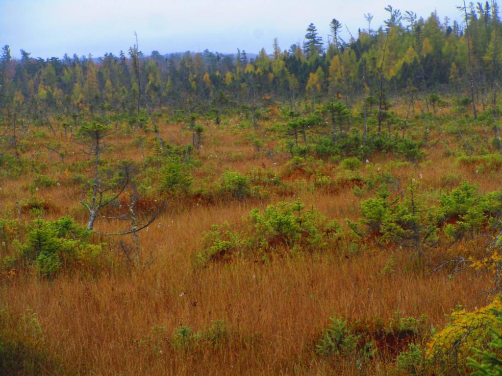 Photo: Bog