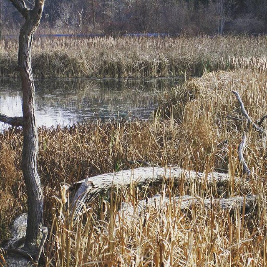 Photo: Wetlands Photo: Wetlands