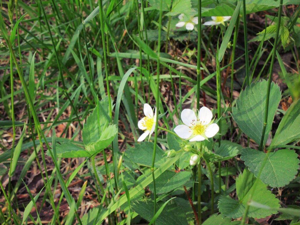 Photo: Wild Strawberry