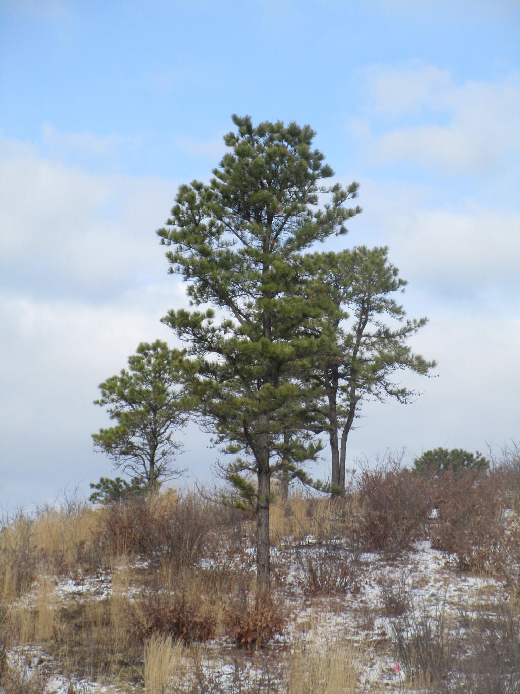 Photo: Trees