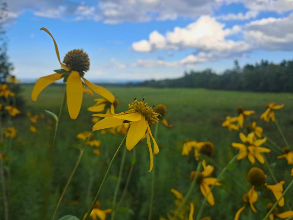 Photo: Cone Flower Daily Update Photo: Cone Flower Daily Update