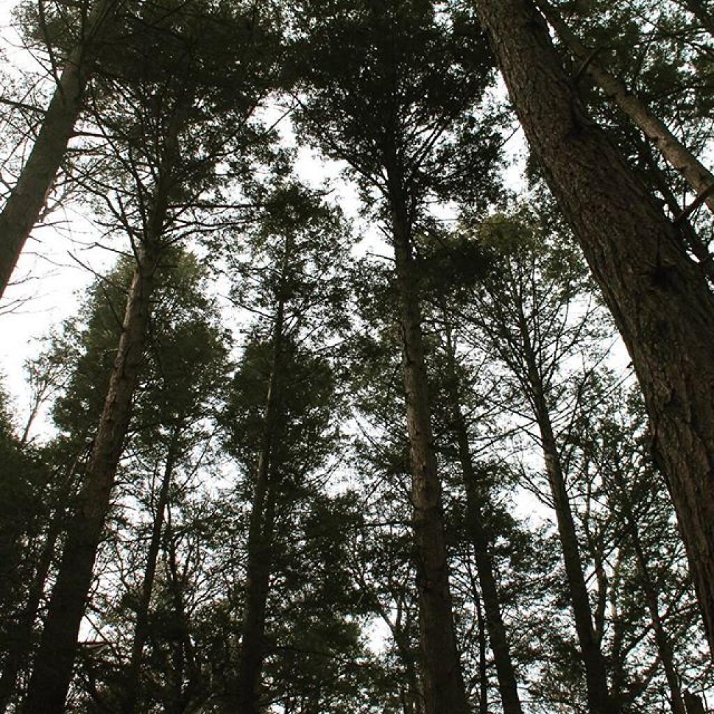 Photo: Tall White Pines Photo: Tall White Pines