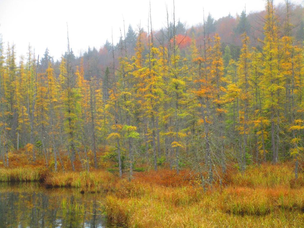 Photo: Tammerack Swamp