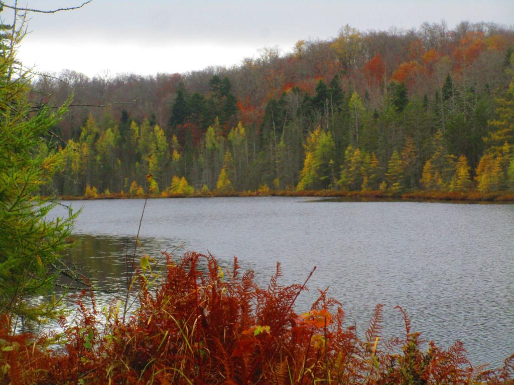 Photo: Pine Pond
