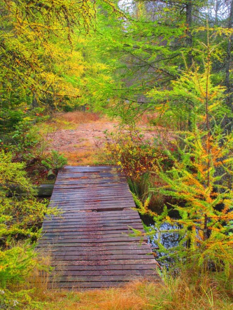 Photo: Sketchy bridge to Long Tom Mountain
