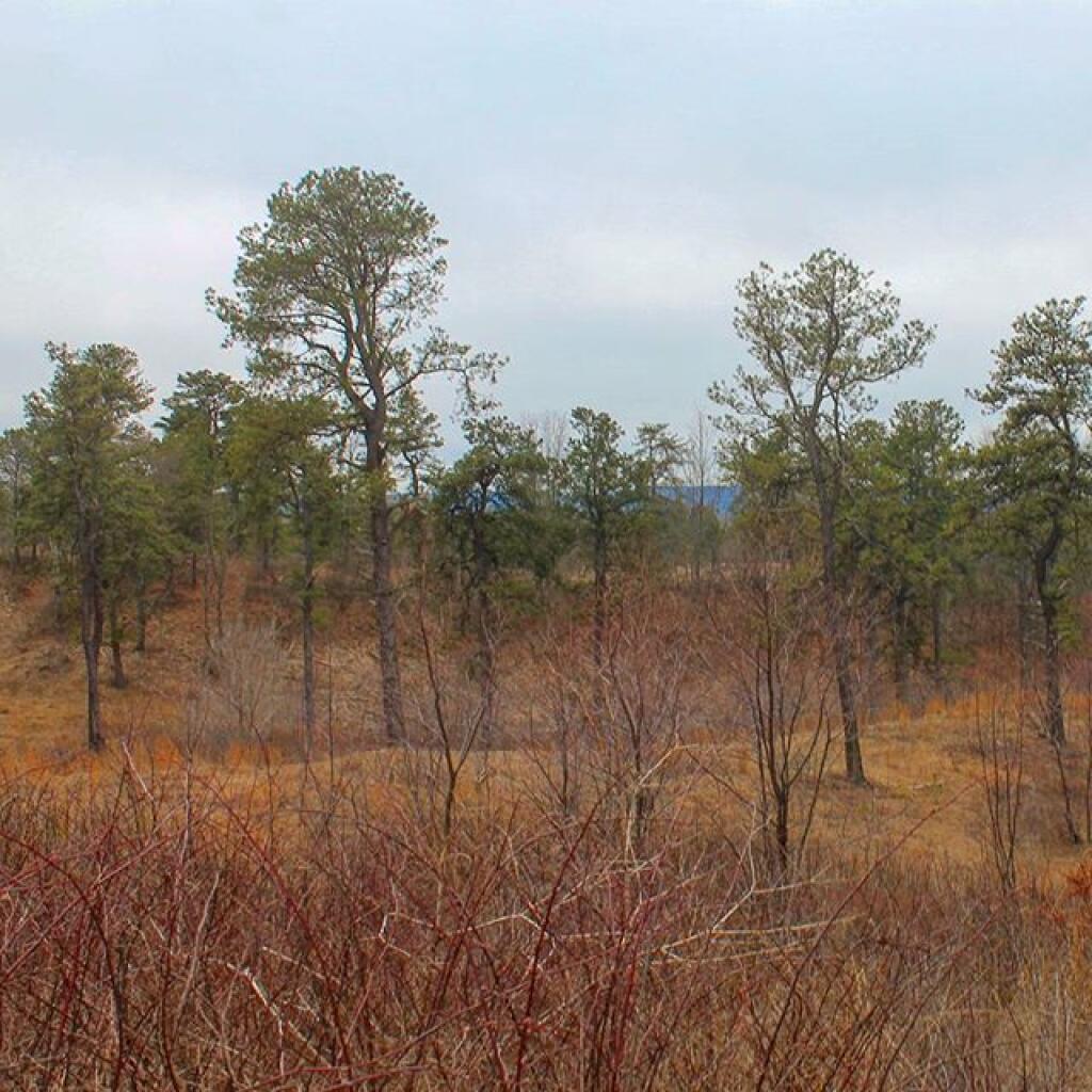 Photo: Off Blueberry Hill