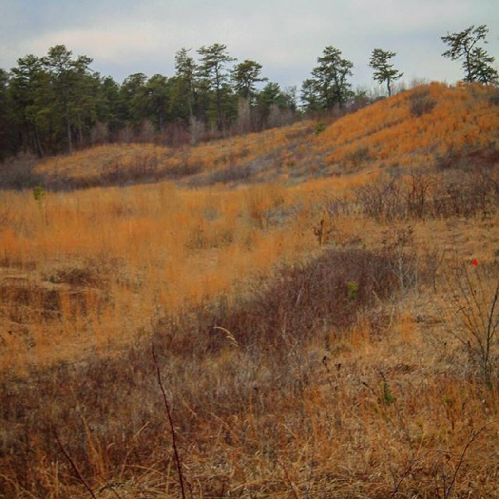 Photo: Dune