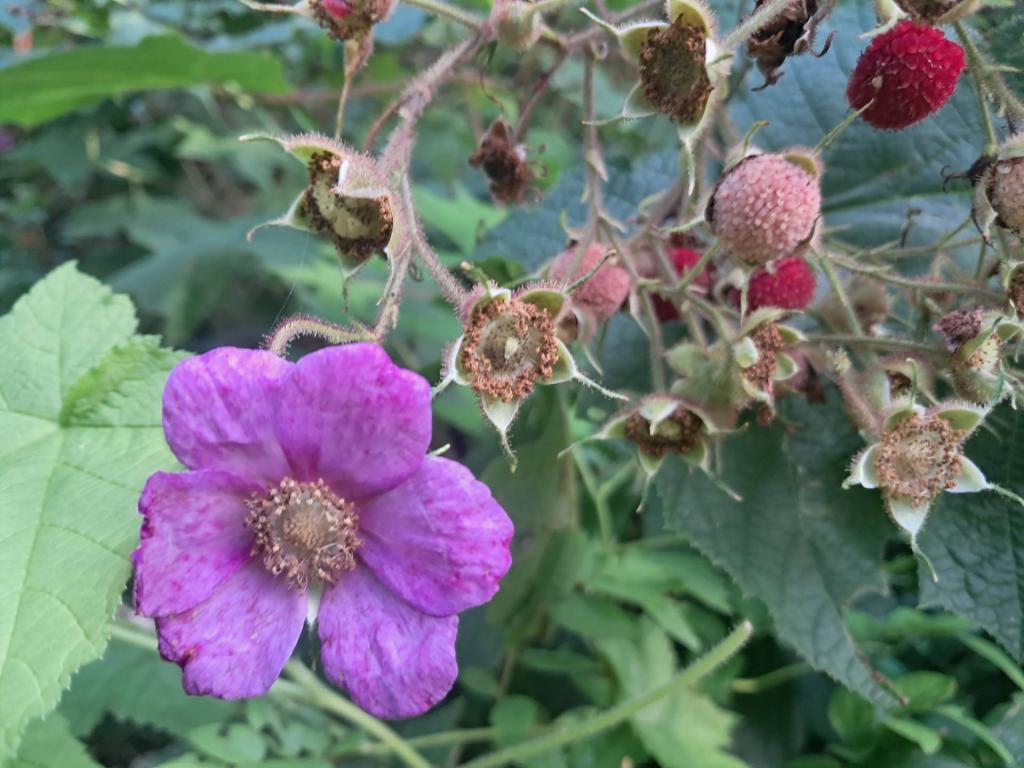 Photo: Purple Flowering Raspberry 🌸 Photo: Purple Flowering Raspberry 🌸