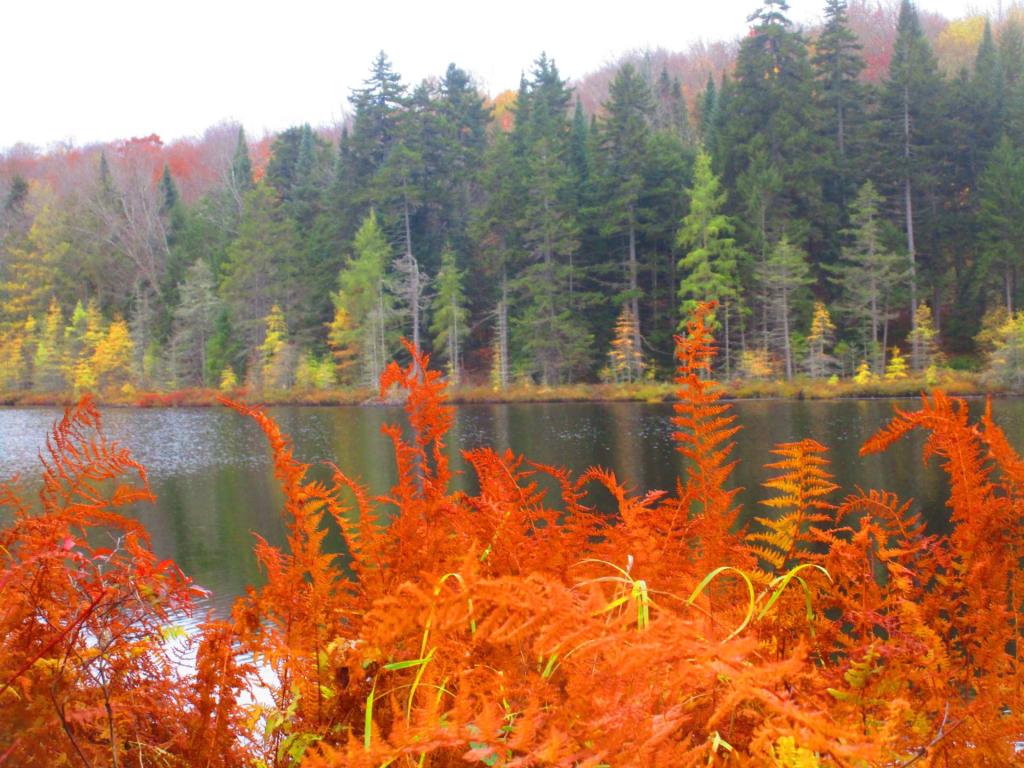 Photo: Pine Pond