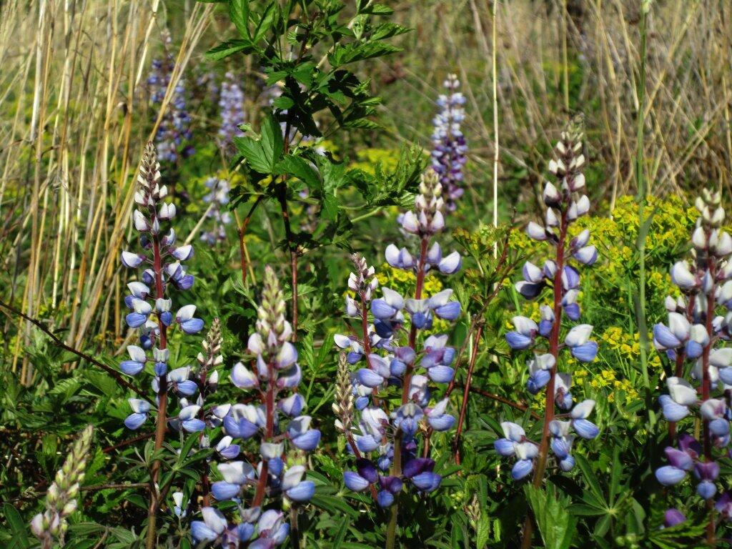 Photo: Yellow And Blue