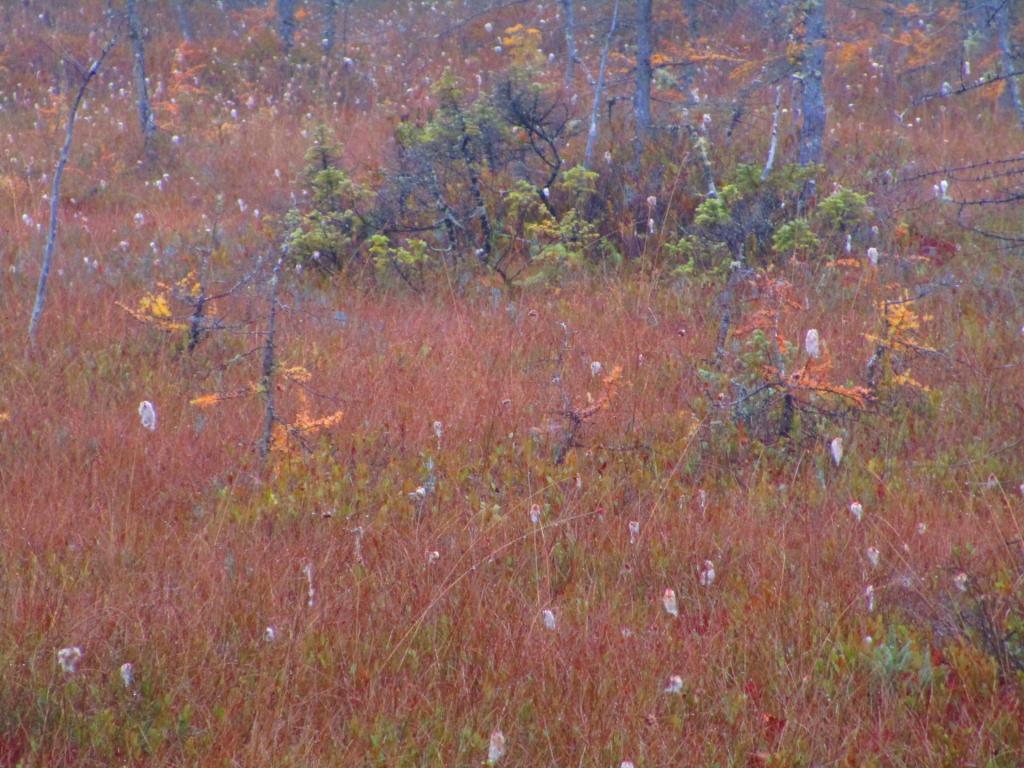 Photo: Bog land