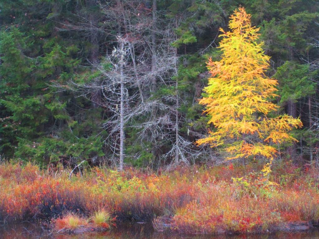 Photo: Tamarack Photo: Tamarack
