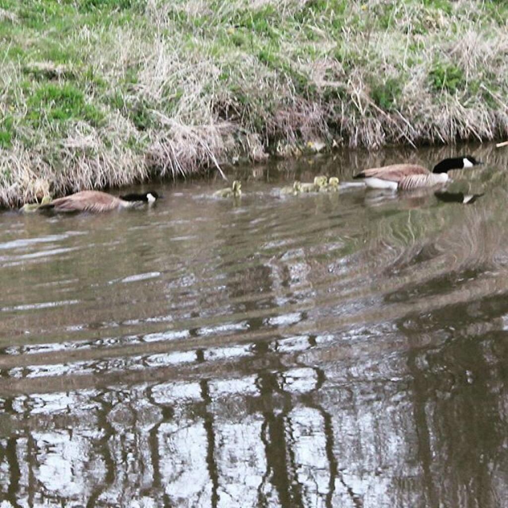 Photo: Geese Photo: Geese