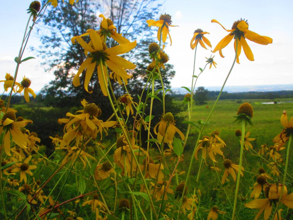 Photo: Cone Flower Daily Update 2 Photo: Cone Flower Daily Update 2