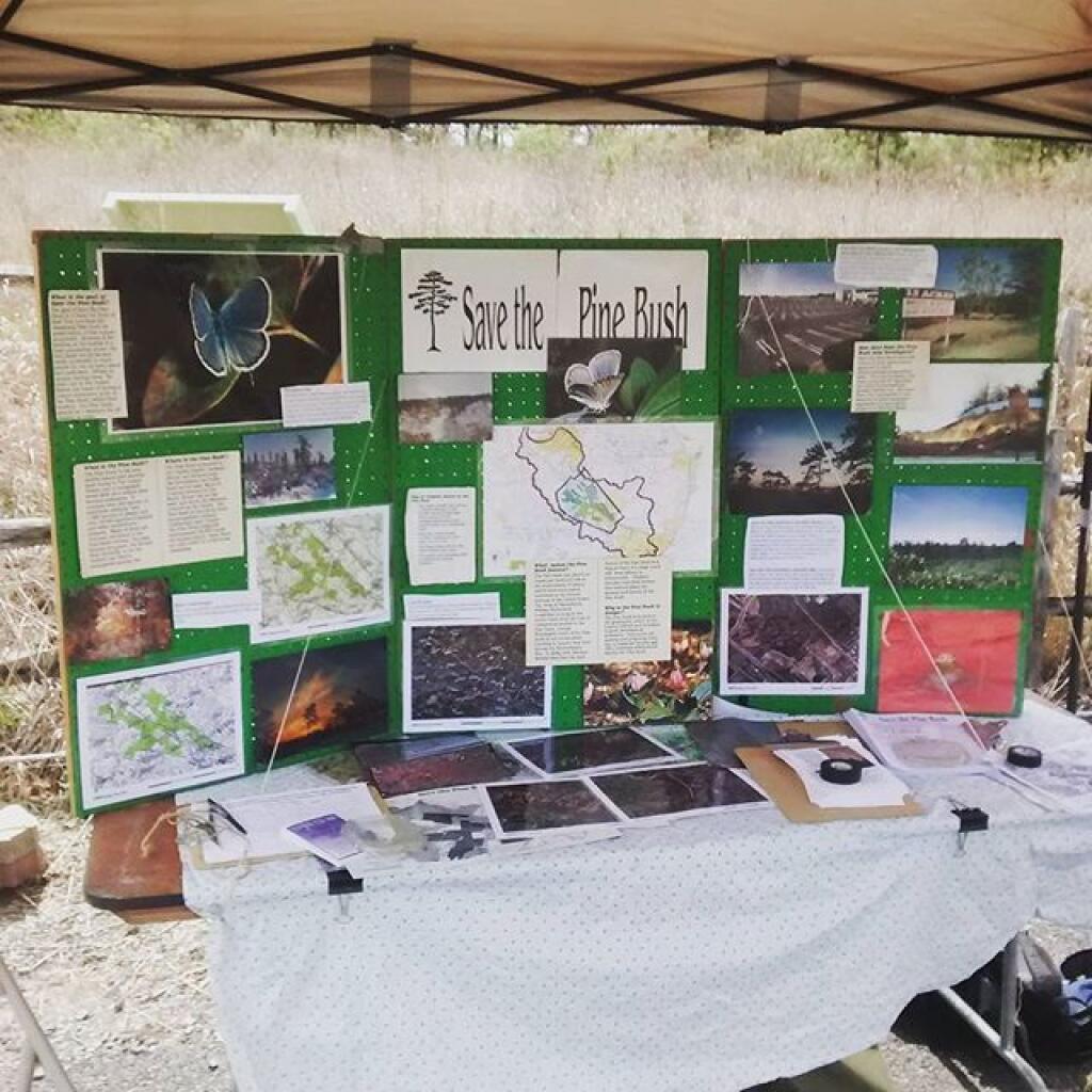 Photo: Stop by for the Lupine Festival Photo: Stop by for the Lupine Festival