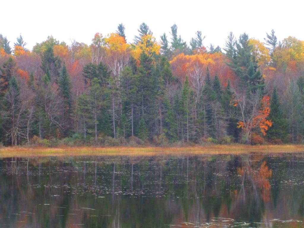 Photo: Colors along Hitchens Pond Photo: Colors along Hitchens Pond