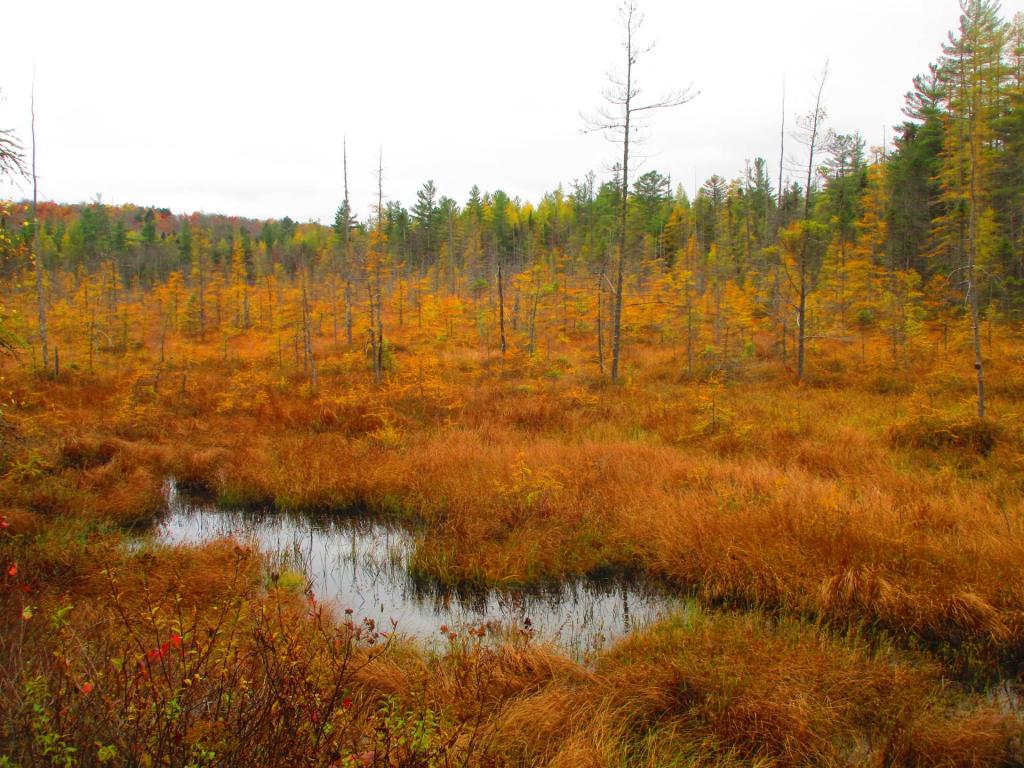 Photo: Horseshoe Lake Outlet
