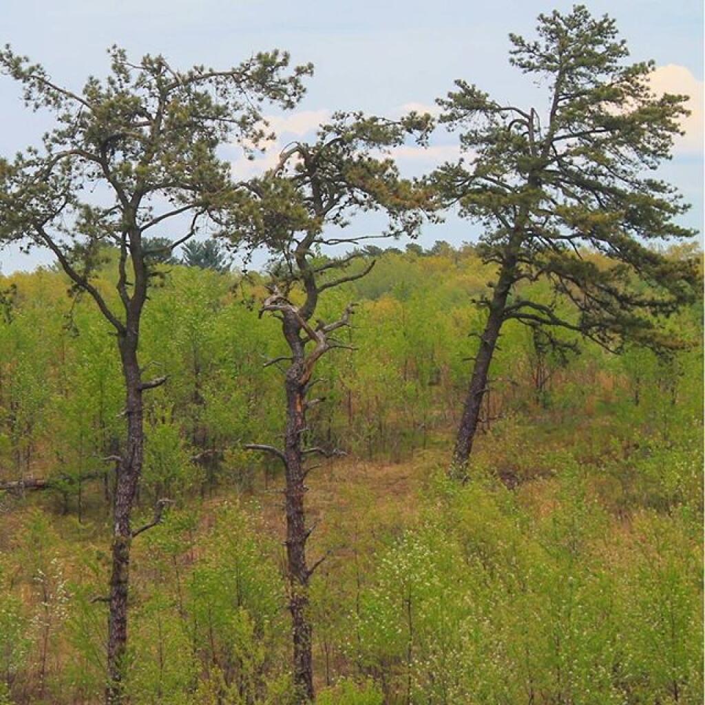 Photo: Pitch Pine