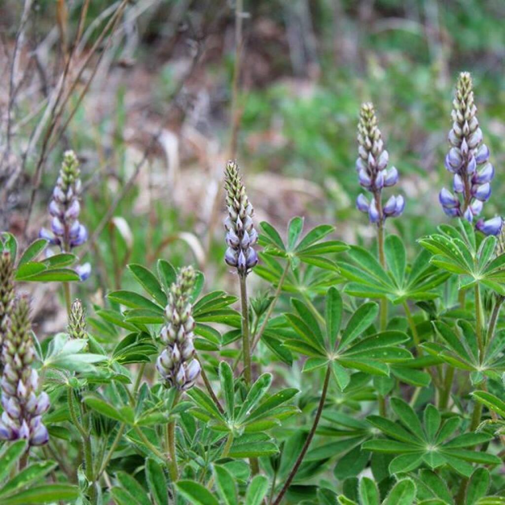 Photo: Lupine Photo: Lupine