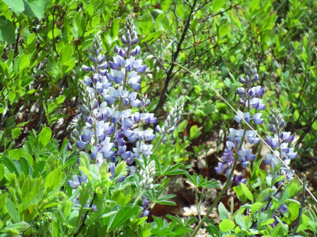 Photo: Another Lupine Picture