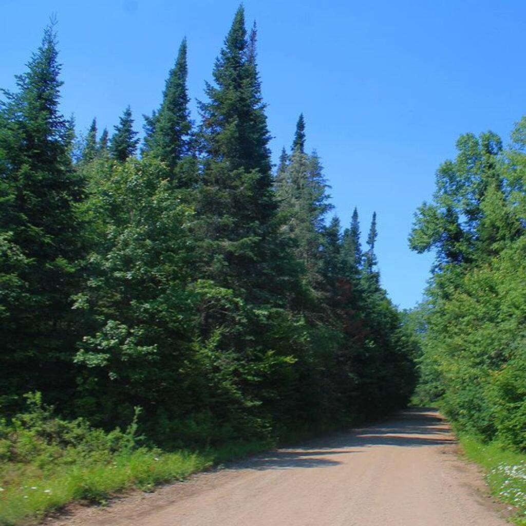 Photo: Old growth spruce