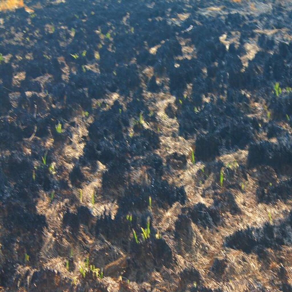 Photo: Few shoots of green. Will be interesting to watch regrow. Photo: Few shoots of green. Will be interesting to watch regrow.