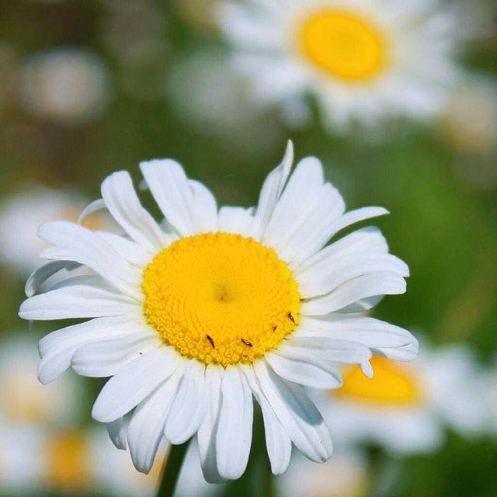 Photo: Daisy Photo: Daisy