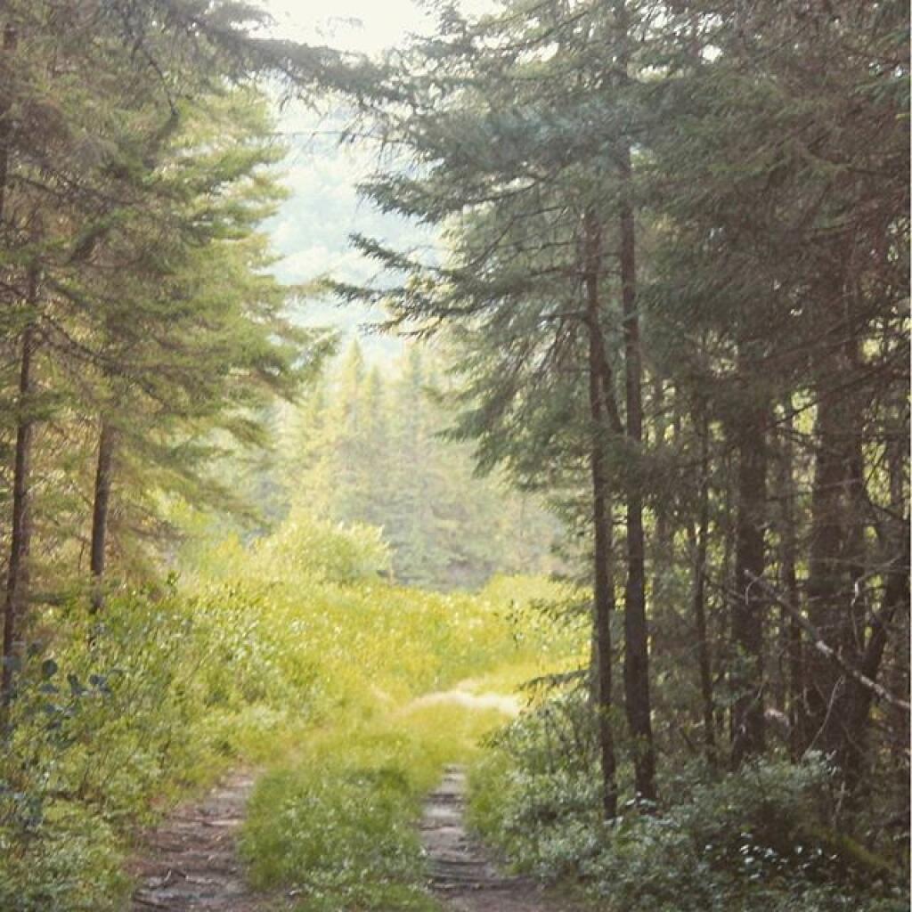 Photo: Mitchell's Pond Trail