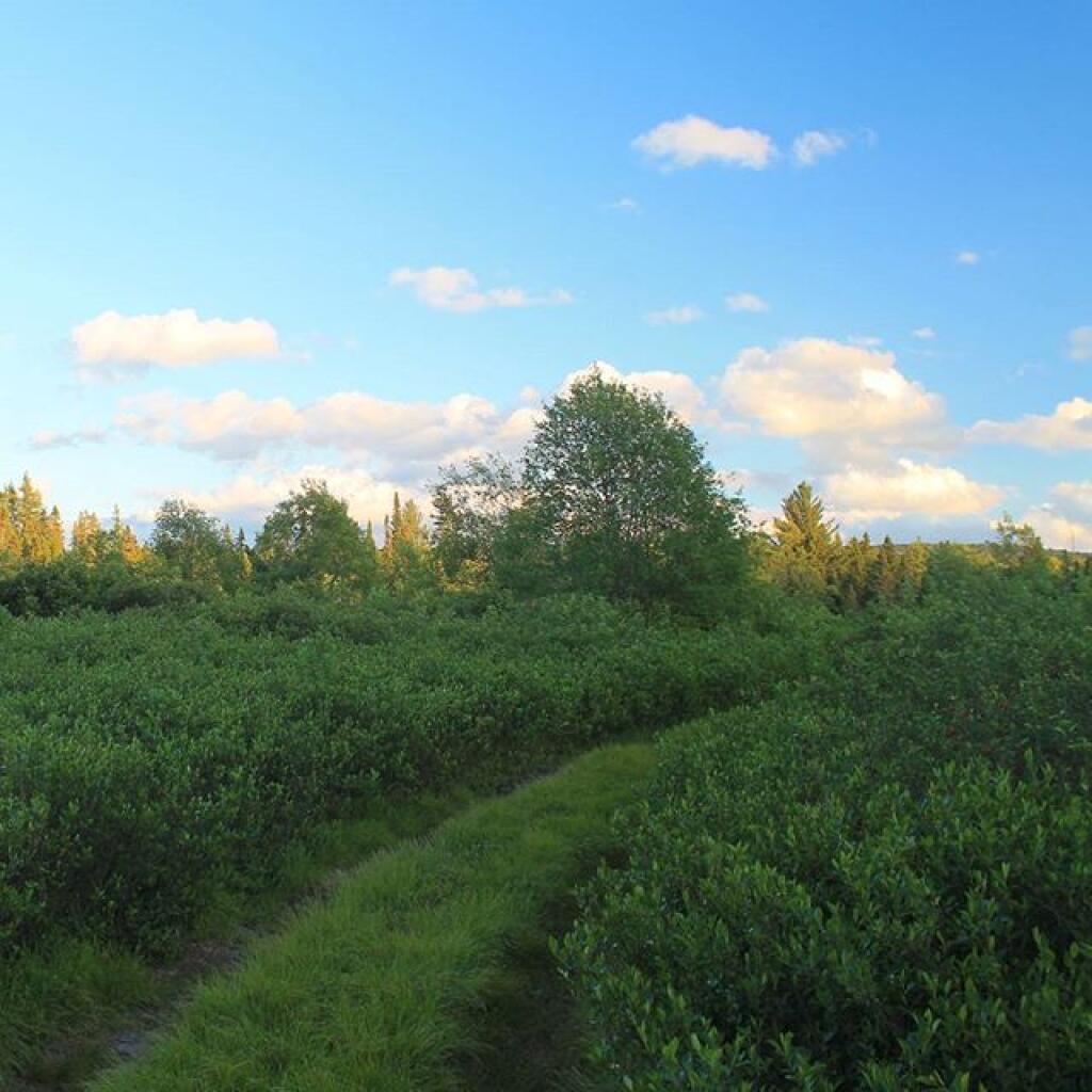 Photo: Near Dusk