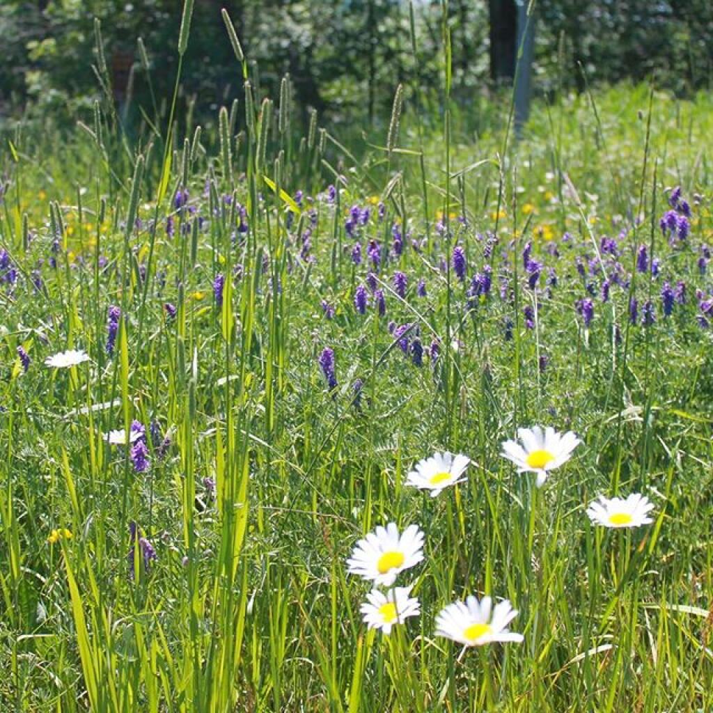 Photo: Wildflowers