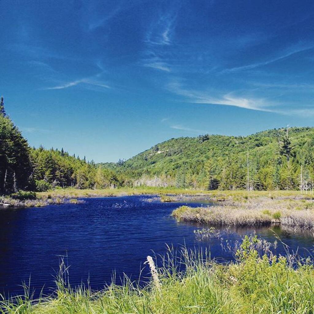 Photo: Silver Stream Swamp