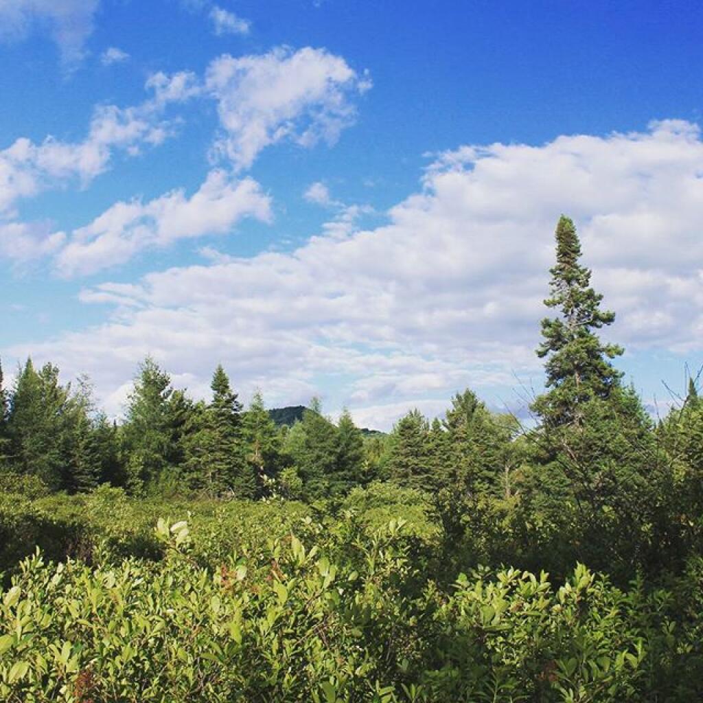 Photo: Along upper Mitchell Ponds trail