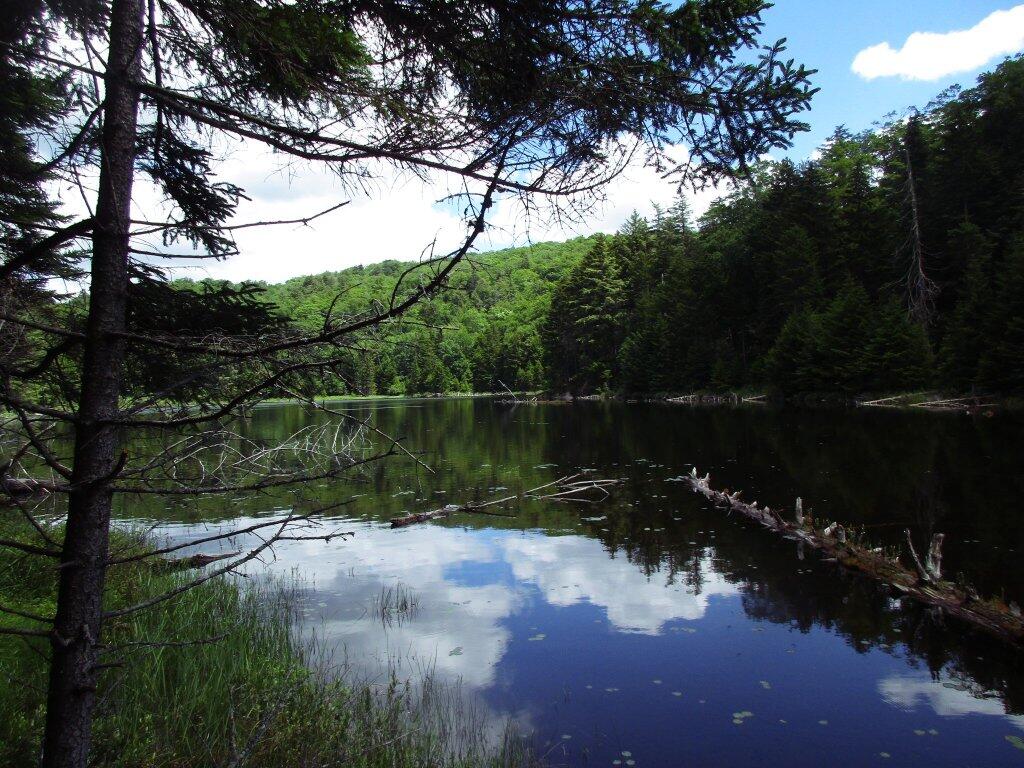 Photo: Windfall Pond