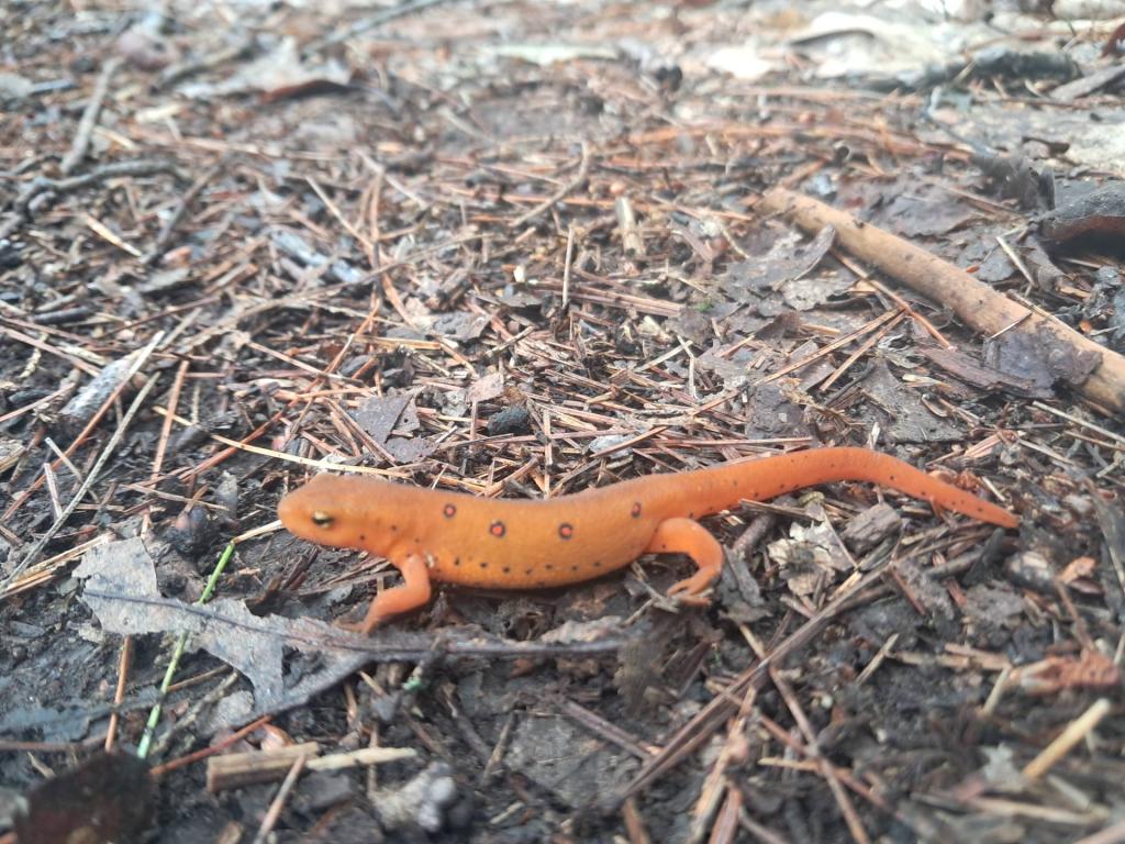 Photo: Sally the Salamander 🦎